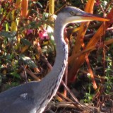 1109F 139 Trier-Paderborn